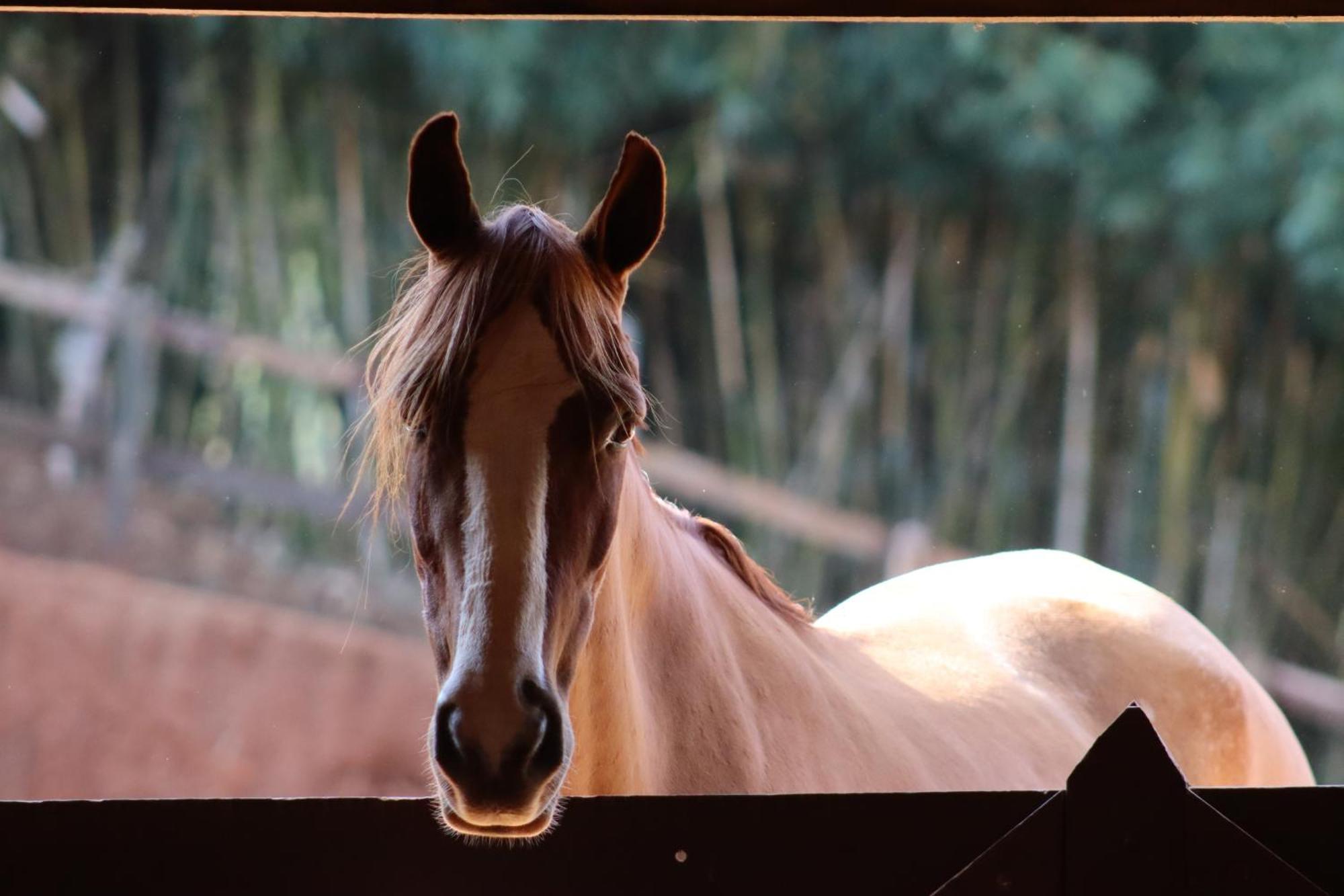 Вилла Refugio Horse Санту-Антониу-ду-Пиньял Номер фото