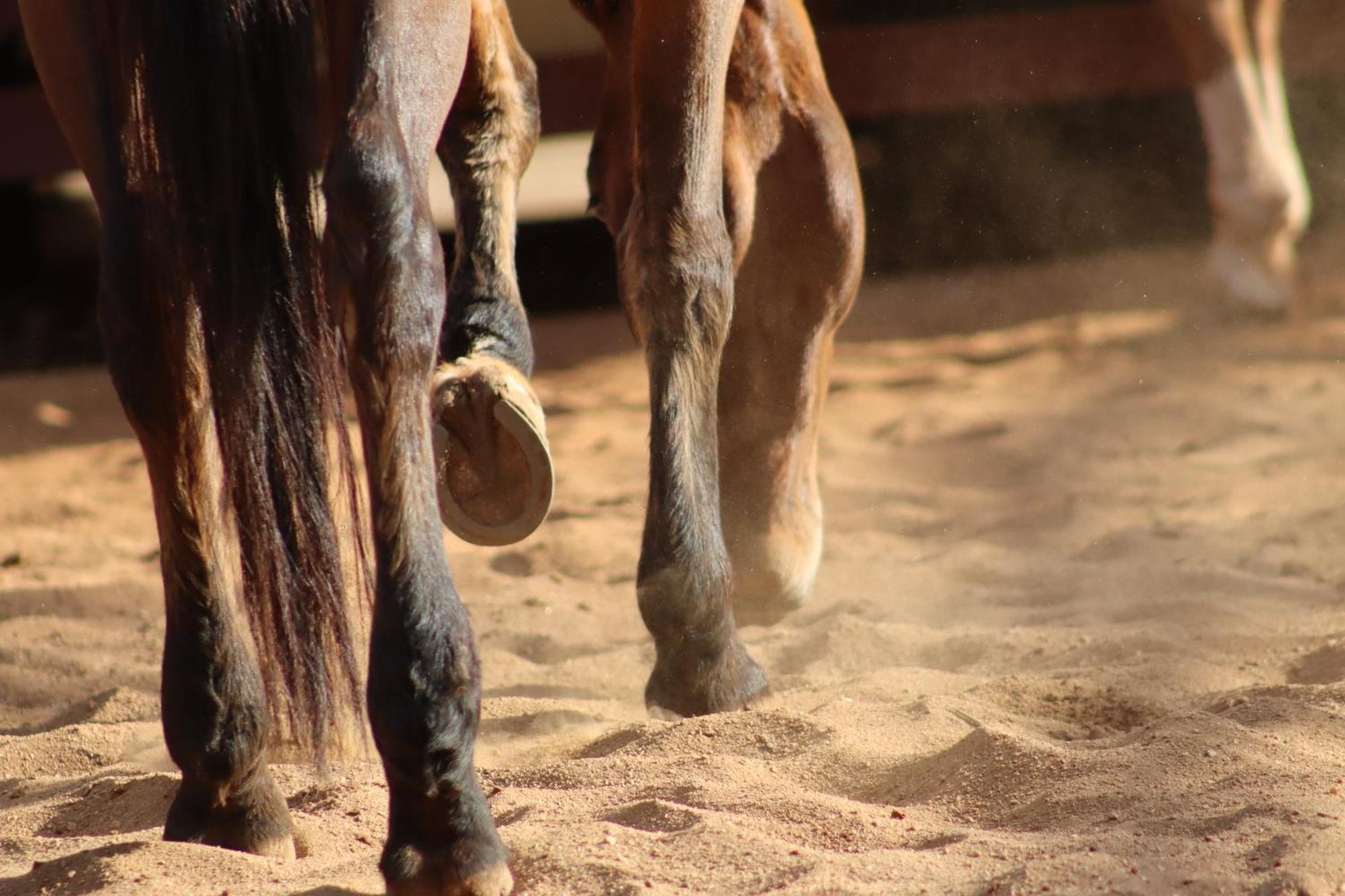Вилла Refugio Horse Санту-Антониу-ду-Пиньял Номер фото