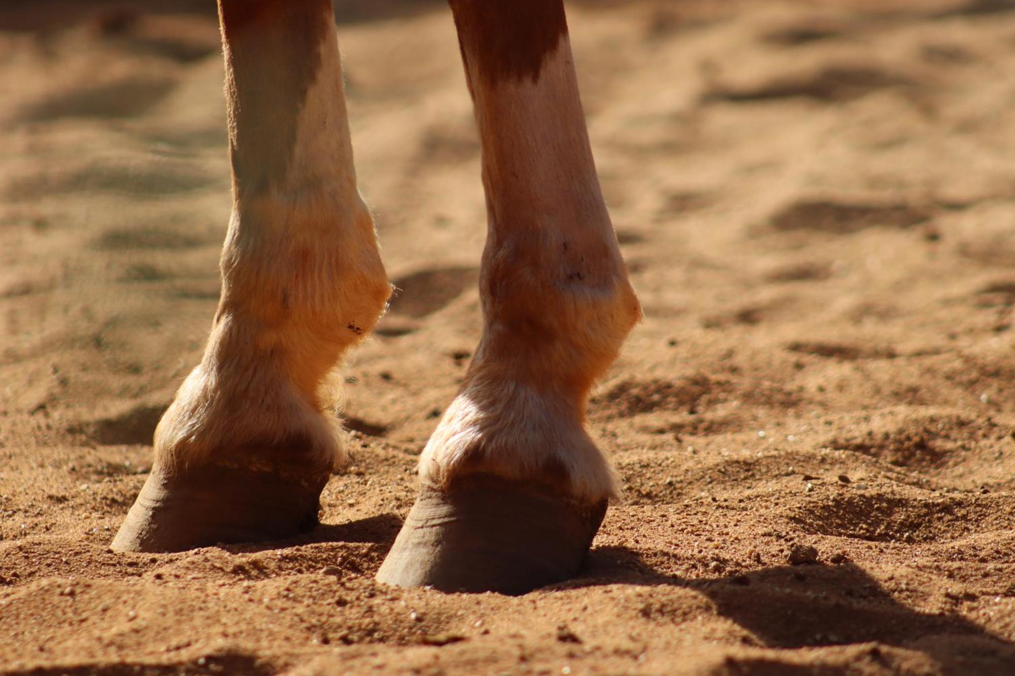 Вилла Refugio Horse Санту-Антониу-ду-Пиньял Номер фото