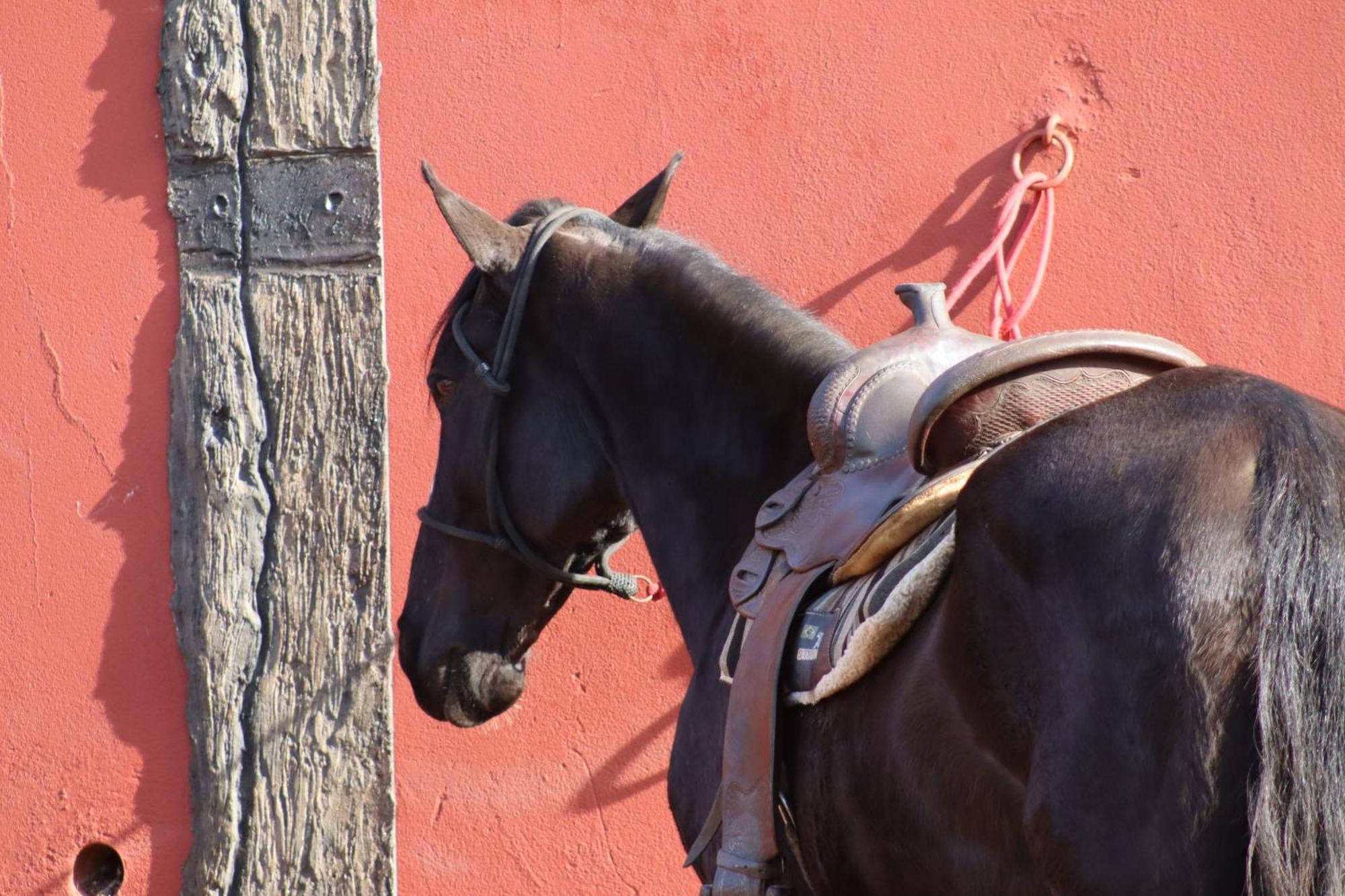 Вилла Refugio Horse Санту-Антониу-ду-Пиньял Номер фото